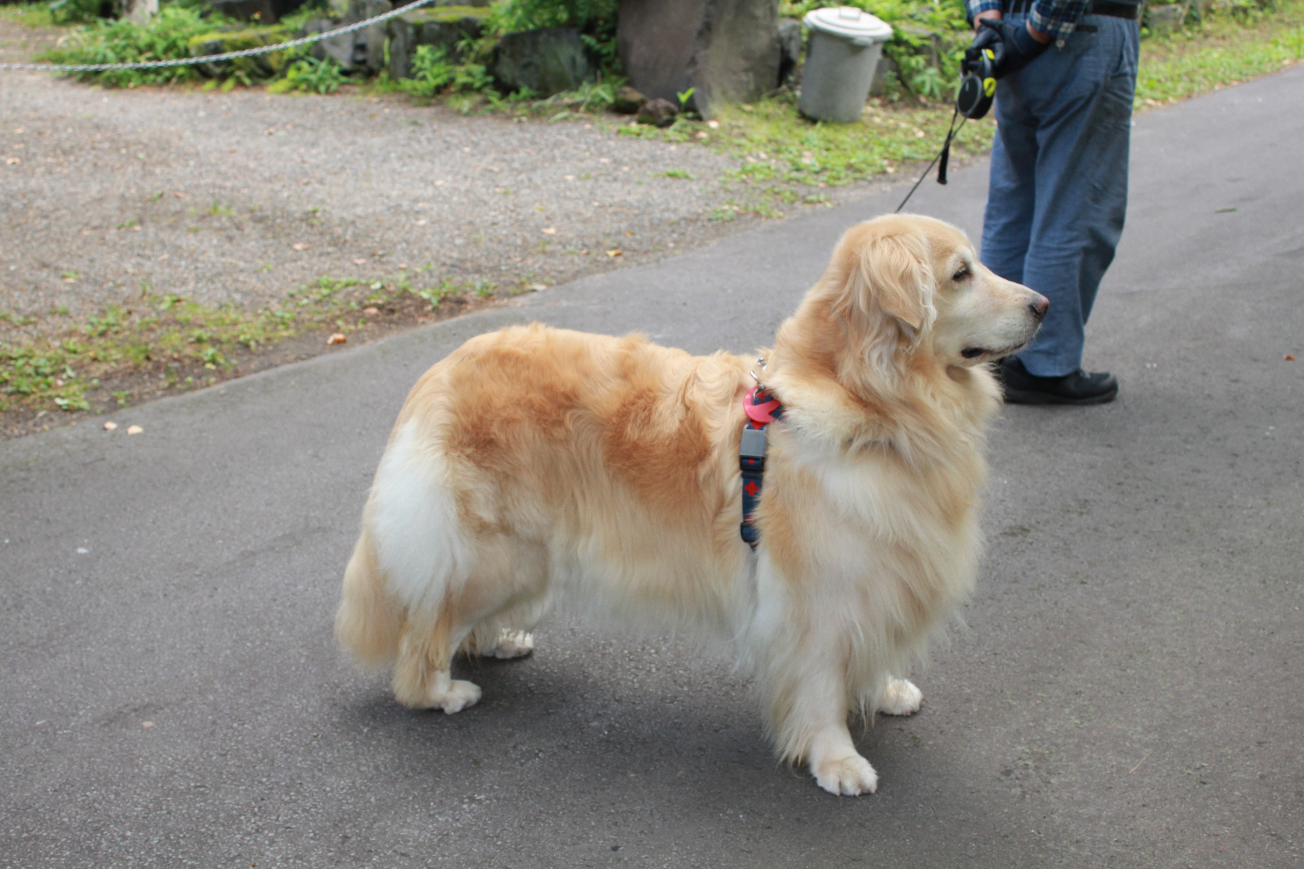 看板犬リリー!!