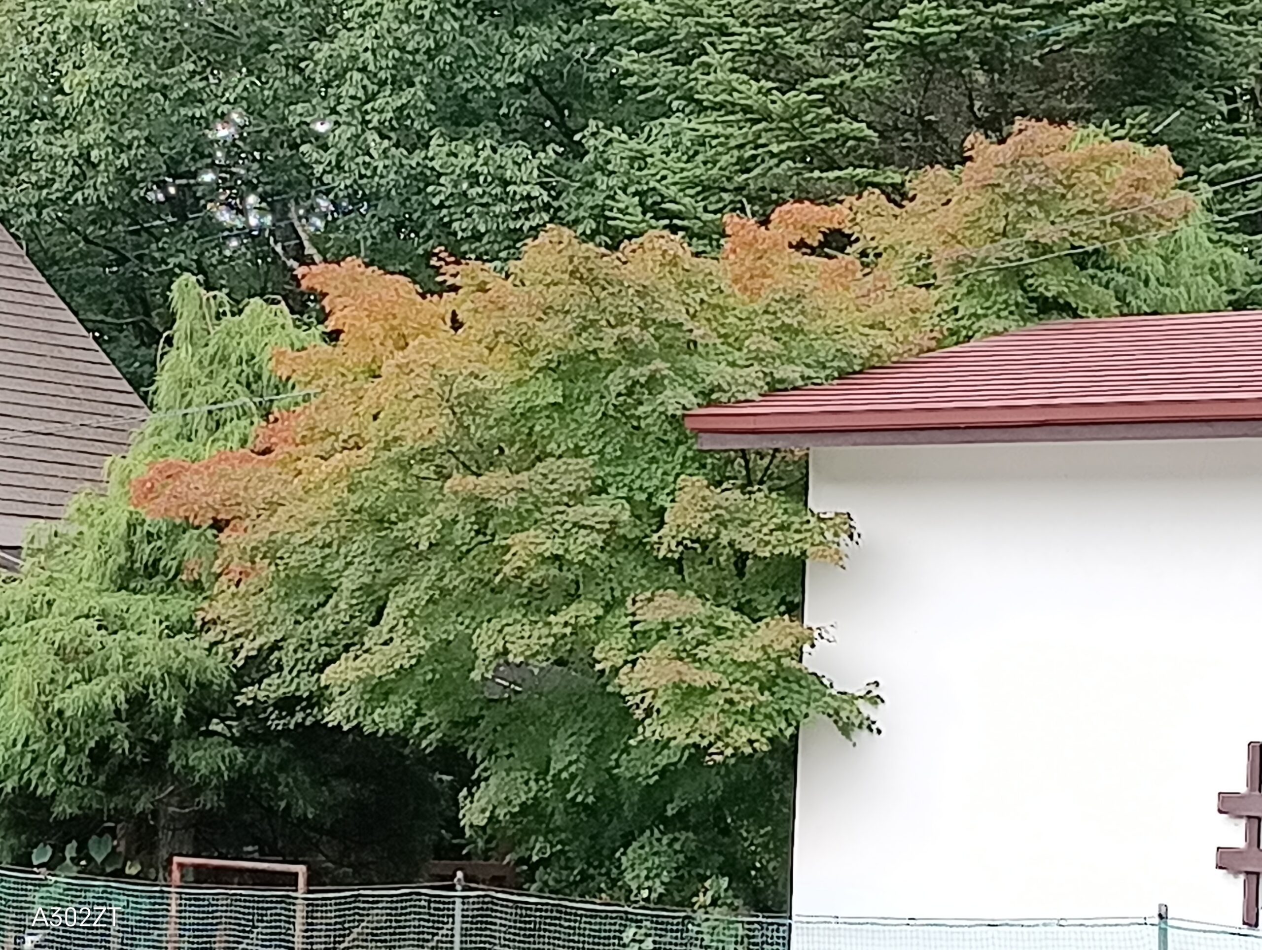 モミジの紅葉始まる